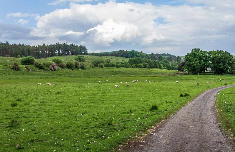 Hawkhope Hill Hawkhope Hill